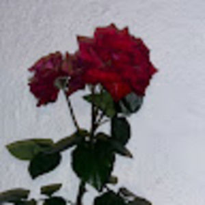 Meet your Posher, Ruby